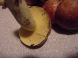 Suillus weaverae image
