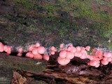Lycogala epidendrum image