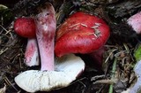 Russula sanguinaria image