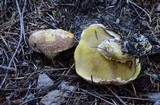 Suillus lakei image