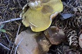 Suillus lakei image