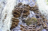 Porodaedalea cancriformans image