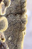 Porodaedalea cancriformans image
