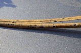 Lophodermium pinastri image