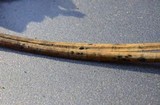 Lophodermium pinastri image