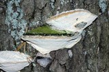 Trametes gibbosa image
