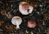 Agaricus micromegethus image