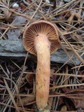Chroogomphus ochraceus image