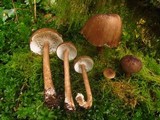 Gerronema atrialbum image