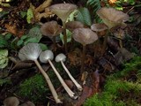 Gerronema atrialbum image