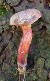 Xerocomellus intermedius image