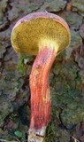 Xerocomellus intermedius image