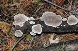 Bjerkandera adusta image
