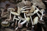 Amanita citrina f. lavendula image