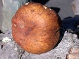 Boletus fibrillosus image