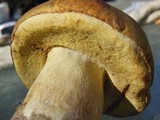 Boletus fibrillosus image