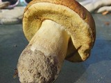 Boletus fibrillosus image