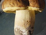 Boletus fibrillosus image