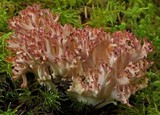 Ramaria botrytis image