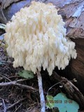 Hericium abietis image