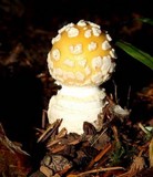 Amanita muscaria var. formosa image