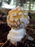 Amanita muscaria var. formosa image