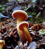 Hygrophoropsis aurantiaca image