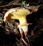 Suillus lakei image