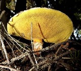 Suillus lakei image