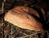 Suillus lakei image