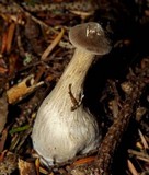 Ampulloclitocybe clavipes image