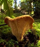 Cantharellus roseocanus image