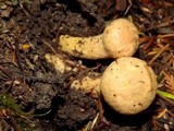 Chroogomphus tomentosus image