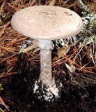 Amanita porphyria image