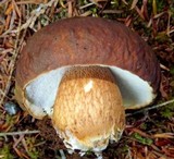 Boletus fibrillosus image