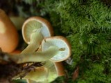 Hypholoma capnoides image