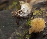 Postia ptychogaster image