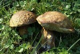 Boletus fibrillosus image