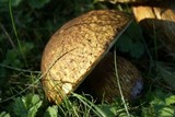 Boletus fibrillosus image