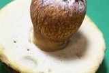 Boletus fibrillosus image