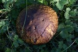 Boletus fibrillosus image