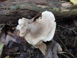 Tricholoma olivaceobrunneum image