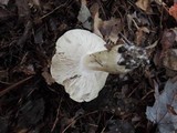 Tricholoma olivaceobrunneum image