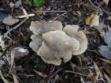 Tricholoma olivaceobrunneum image