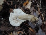 Tricholoma olivaceobrunneum image