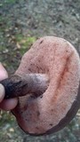 Tylopilus griseocarneus image