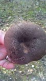 Tylopilus griseocarneus image