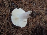 Russula vinosa image