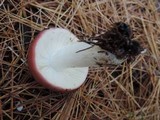 Russula vinosa image