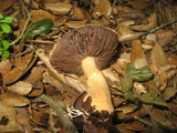 Agaricus albolutescens image